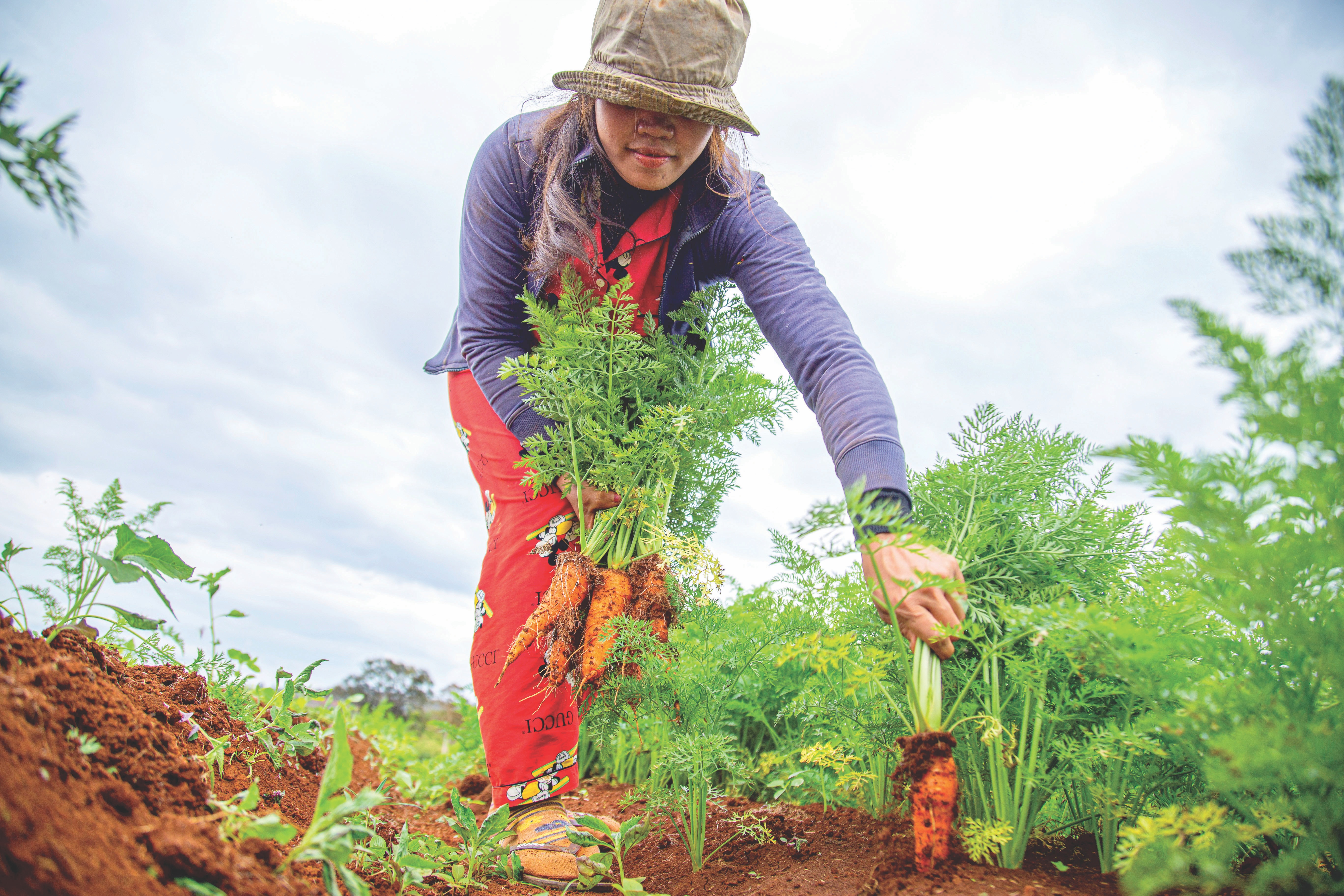 Pick Fresh Fruits and Vegetables from our farm to  <span style=color:#FED23D;>YOUR TABLE!</span>