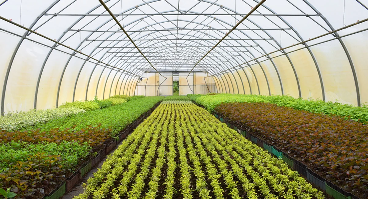 green house
